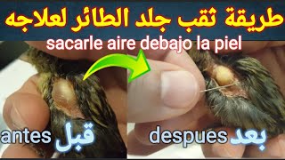 علاج أي طائر مصاب بكيس هواء تحت الجلد| علاج الحسون من الانتفاخ| sacar aire debajo la piel del pájaro