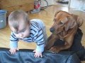 Ridgeback vs. small kid