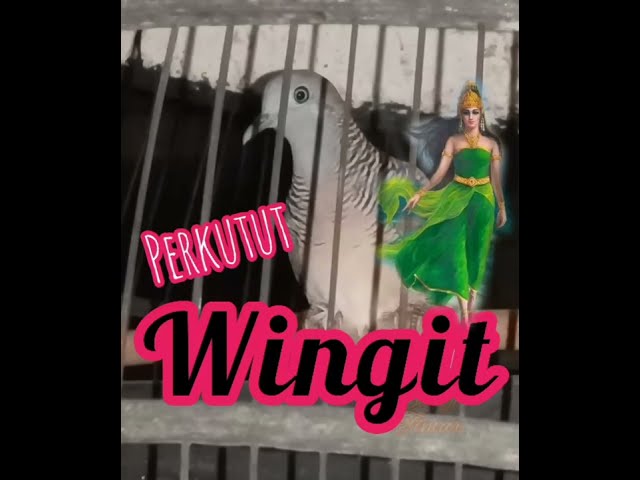 Di juluki rajanya perkutut ~WINGIT & MENGGETARKAN class=