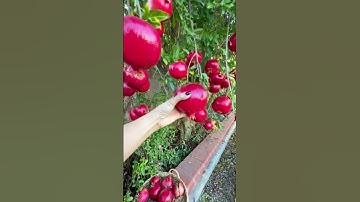 Homegrown Pomegranate.