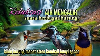 TERAPI AIR SUARA BURUNG UNTUK SEMUA BURUNG MACET STRES AGAR KEMBALI BUNYI