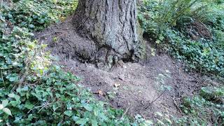 How to save a tree forever from invasive English Ivy.