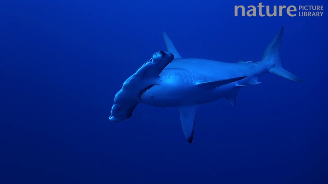 Hammerhead shark (Sphyrna) swimming in open water Daedalus Reef, Red Sea, Egypt.