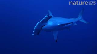 Hammerhead shark (Sphyrna) swimming in open water Daedalus Reef, Red Sea, Egypt.