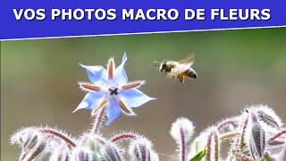 Vos photos macro de fleurs - Exercice photo de confinement 07