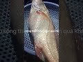 CÁ SỬU SÔNG - ĐẶC SẢN CÁ SÔNG THIEE6N NHIÊN AN GIANG