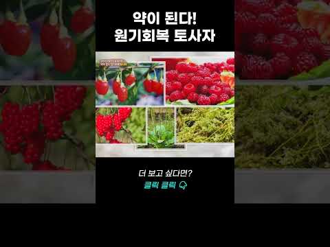 약이 된다! 원기회복 신비의 약재! 토사자 | 리얼다큐 숨