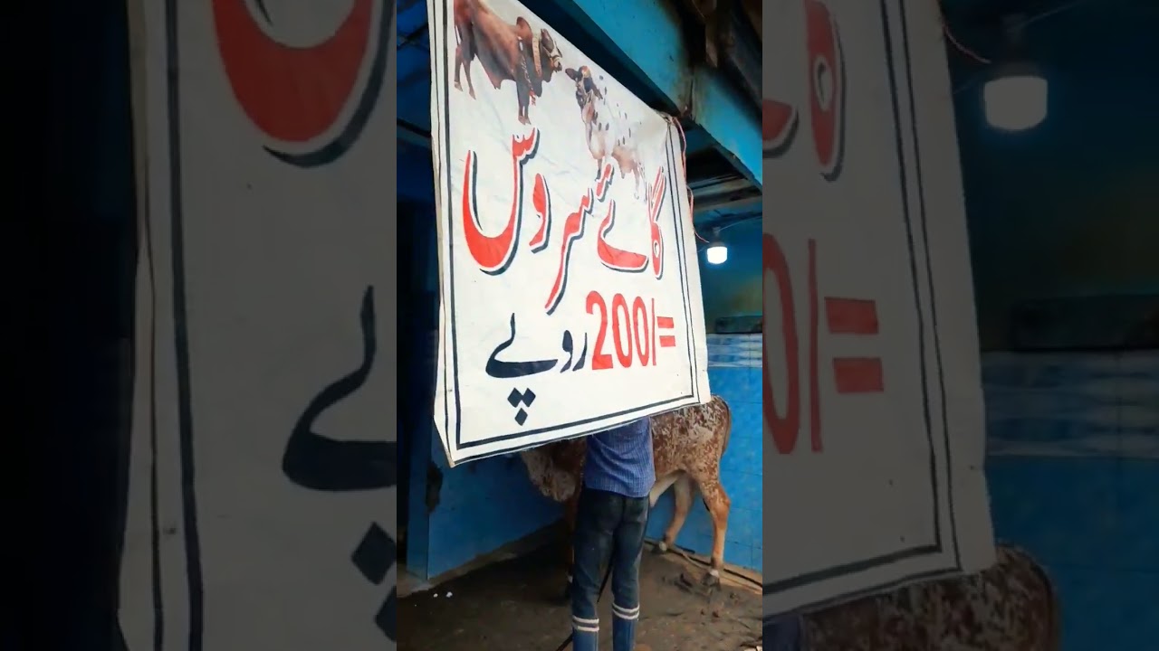 Cow Service | Prince service station 