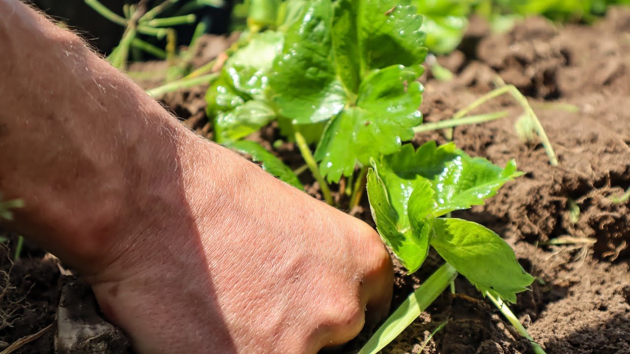 Саджанці полуниці 2026.Ціна,шо буде і коли будуть продажі