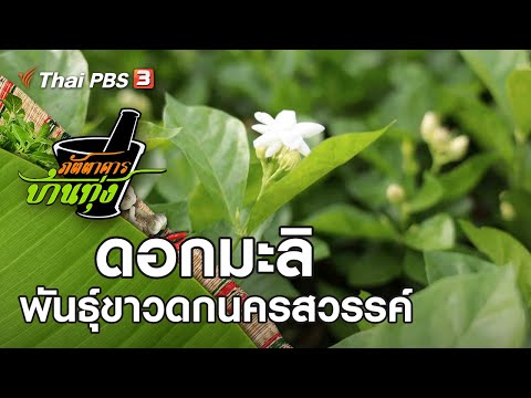 วีดีโอ: ดอกมะลิพันธุ์ทั่วไป - มะลิมีกี่ประเภทบ้าง