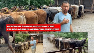 ARZONCHI SARDORGA YANGI PARTIYA BUQACHALAR KELDI