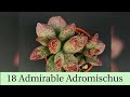 18 Admirable Adromischus (with names)