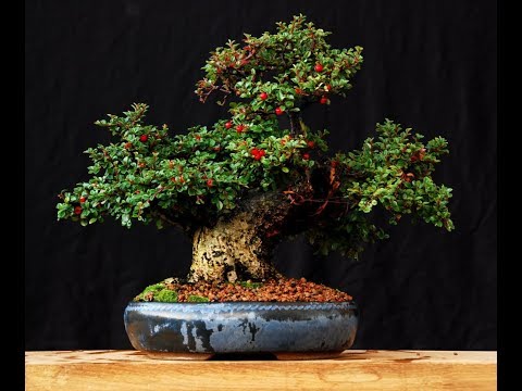 Video: Allsidig Cotoneaster