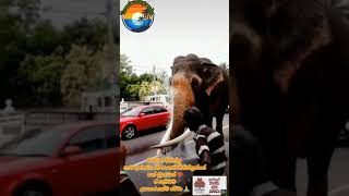 Nadungamuwa Raja | Travel with janaka|Travel channel2021