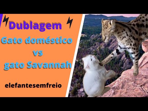 Vídeo: Savannah Cats: Um gato doméstico híbrido