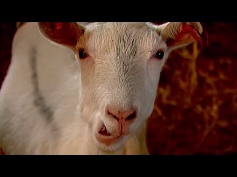 Wideo: Jak Pić Mleko Kozie