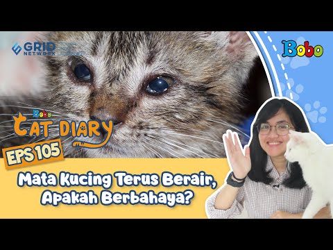 Kucing Lucu - Mata Kucing Terus Berair, Apakah Berbahaya? - Eps 105 - Bobo Cat Diary