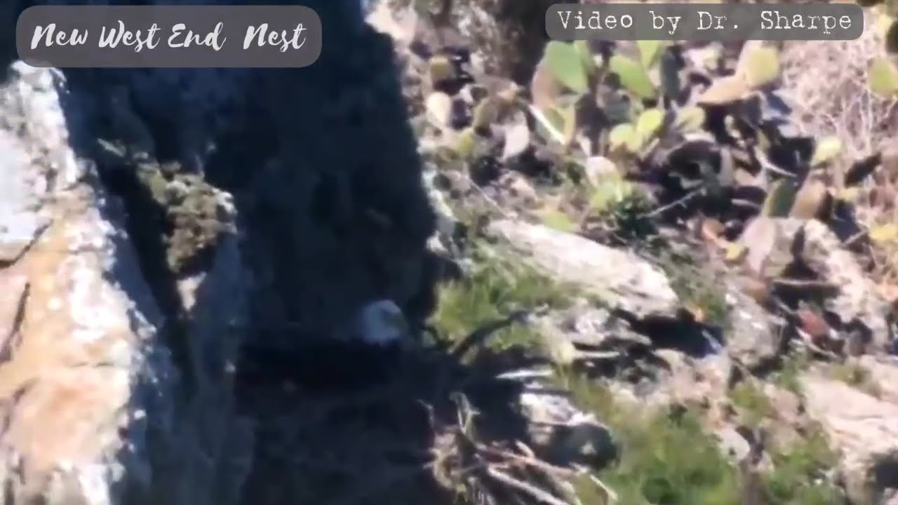 West End Nest • New Location • Video by Dr. Sharpe • March 7, 2023