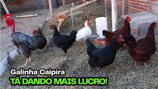 Porque Nós Preferimos Criar Galinha Caipira Rústica? As Vantagens