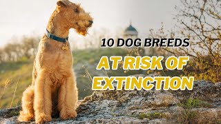 10 Dog Breeds You May Never See Again | WoofLore