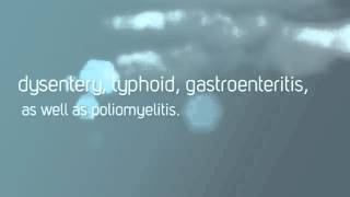 Dangers And Risks Brought By Cockroaches