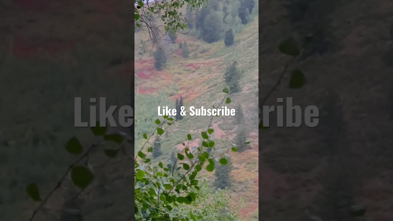 SASQUATCH Sighting In UTAH Mysterious Howl Shorts Bigfoot