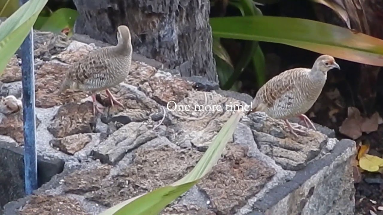 Grey Francolin Call