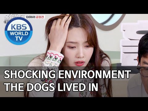 Shocking environment the dogs lived in [Dogs are incredible/ENG/2020.07.29]