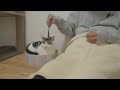 遊んでもらっているのは猫ではなく人間の方ということに気づいてしまいました。