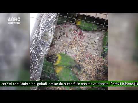 Video: Cum Se Păstrează Papagalii