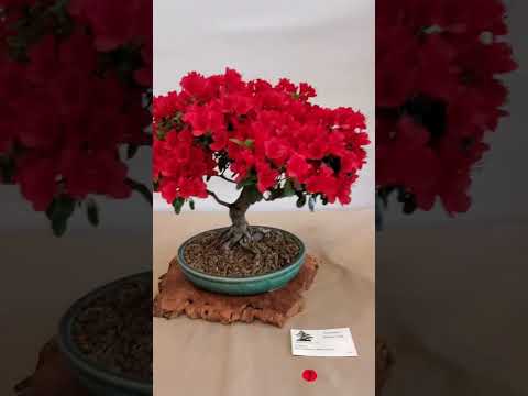 Kusamura Bonsai Show