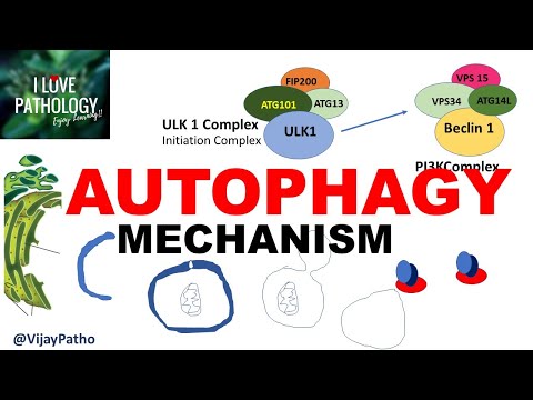 AUTOPHAGY: Definition, Mechanism,  Benefits & Role