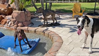 German Pointer Shows Off His Surfing Skills To Great Dane