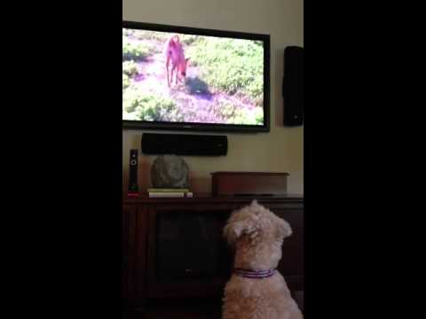 dog tv on directv