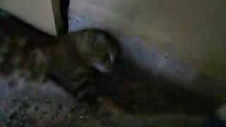 Cat Snaps At Fake Monkey