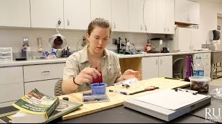 Accelerated Research Opportunities Program