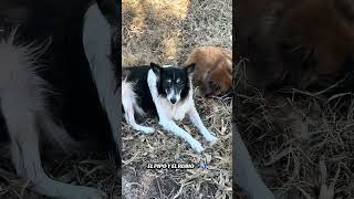 Un aplauso para estos hermanitos adoptados ❤️🐾🌎