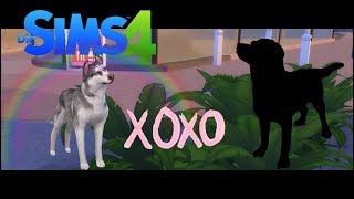 The Sims 4"Кошки и Собаки" Как жить в ветеринарной клинке?Где скачать дополнение? The Sims 4"Кошки и Собаки" Как жить в ветеринарной клинке?Где скачать дополнение?