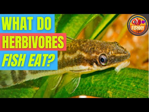 What Kinds Of Fish Are Herbivores: Exploring Underwater Vegetarianism