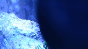 MP40 before bearing change