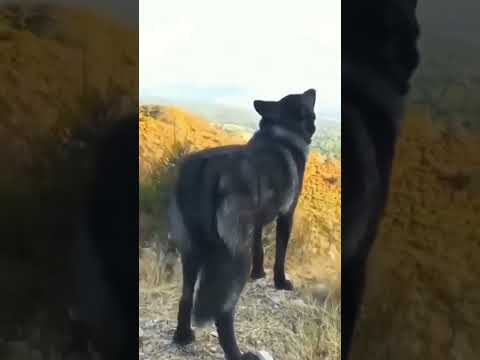 Kurt Uluması / Kurd / wild animal (Yaban Hayvanı) (Köpek)