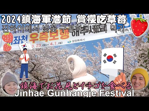 🌸😀🇰🇷 2024 釜山鎮海軍港櫻花節 賞櫻吃巨大草莓 在地豬肉湯飯初體驗 😀🌸