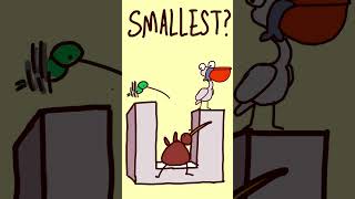 A kiwi's beak is the SMALLEST in the world?