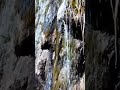 Зелёный водопад