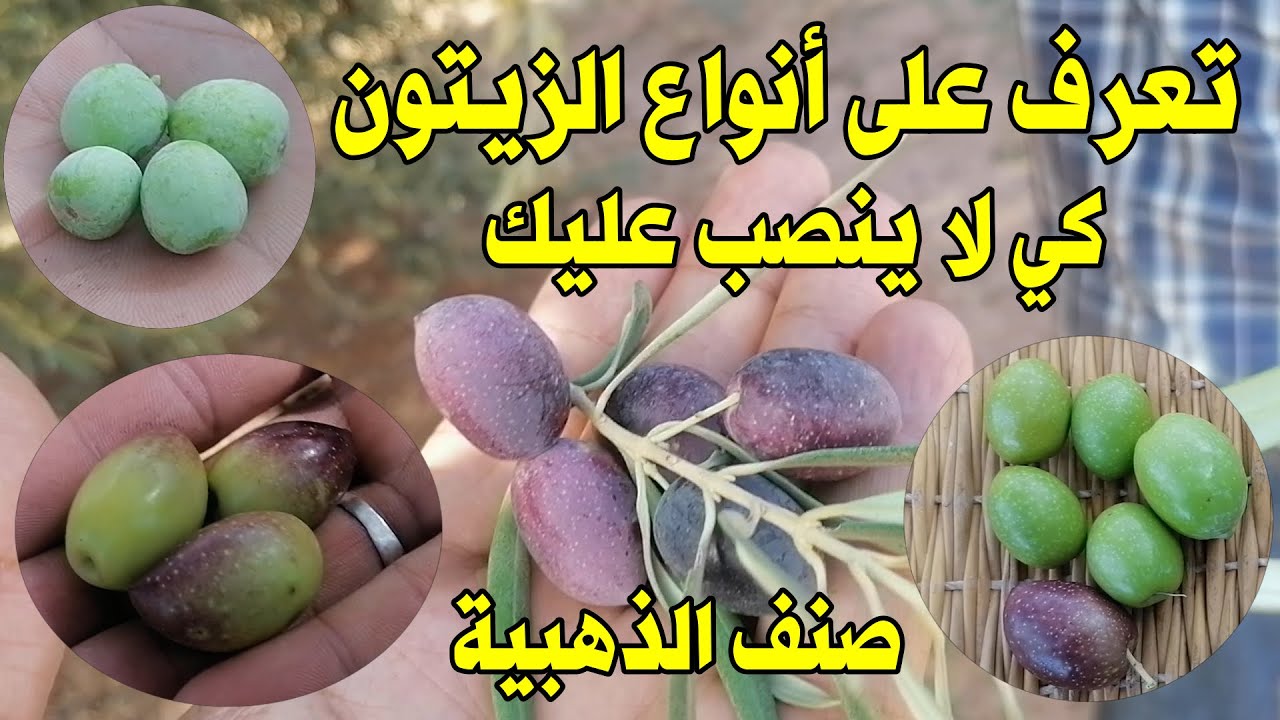 أسرارالزيتون / أنواع الزيتون البلدي / صنف الذهبية / قلعة السراغنة