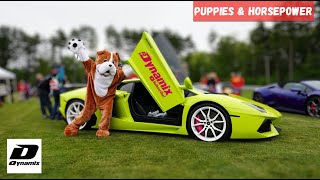 If you LOVE Dogs and Super Cars Watch This Video (Puppies & Horsepower Event)