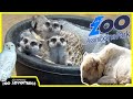 WINNIPEG ZOO TOUR! (Assiniboine Park Zoo) White Bison, Polar bears, Meerkats!