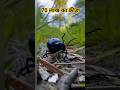 70 लाख का कीड़ा #ai #facts #shortvideo #factshorts #factvideo #shorts