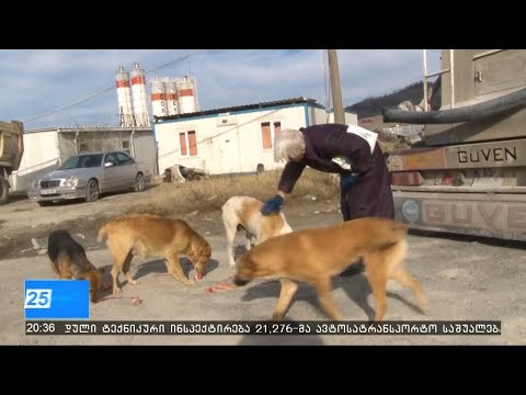 თვითმართველი ქალაქი მაწანწალა ძაღლების თავშესაფრის გარეშე