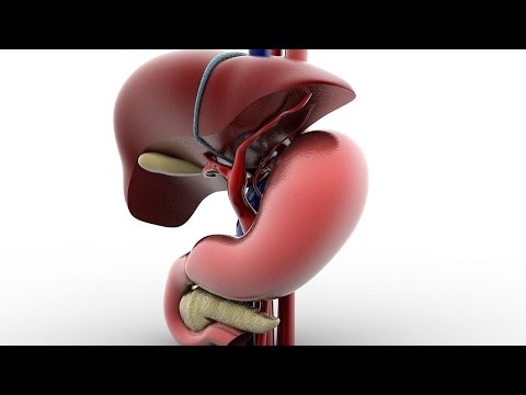 Human Physiology - Regulation of Pancreatic Juice and Bile Synthesis & Secretion